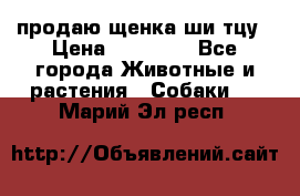 продаю щенка ши-тцу › Цена ­ 10 000 - Все города Животные и растения » Собаки   . Марий Эл респ.